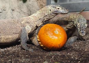 Tierisch kunterbuntes Herbstgeschehen